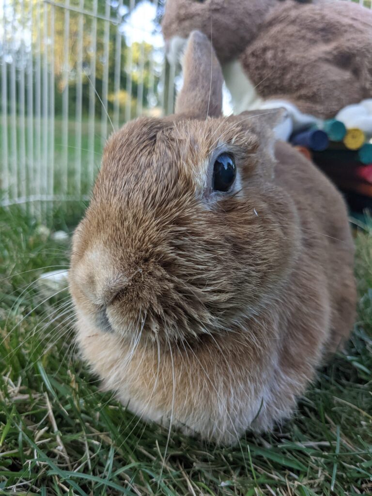 Brownie the Rabbit on her last day